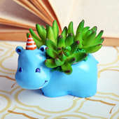 Buy Baby Hippo Raisin Pot With Plant