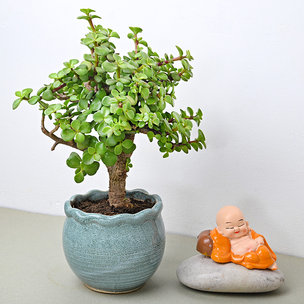 Ball Shaped Jade Bonsai Plant Set