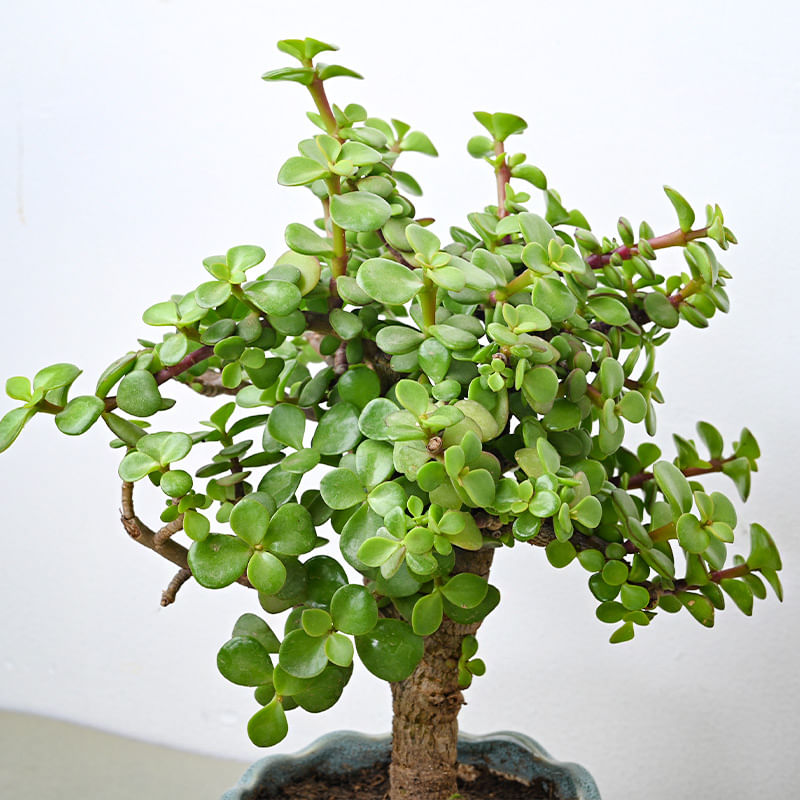 Buy Jade Bonsai Plant Online