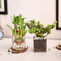 Bamboo And Jade Plant In Glass Pots