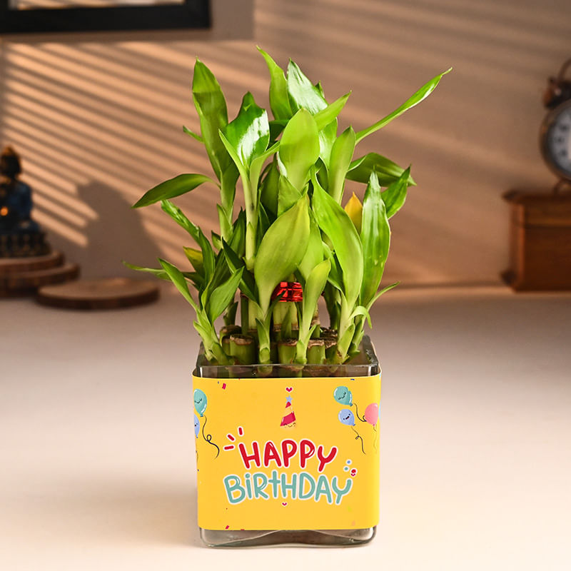 Bamboo Birthday Plant