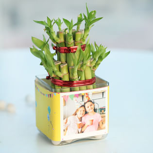 Bamboo Birthday Plant Online