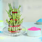 Bamboo Plant with Gulal Holi Combo