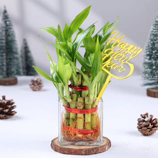 Bamboo In Glass Pot For New Year