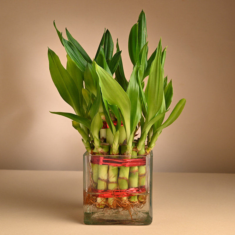 Bamboo Plant Online