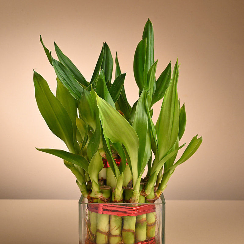 Shop Bamboo Plant Online