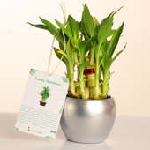 2 Layer Lucky Bamboo Gift