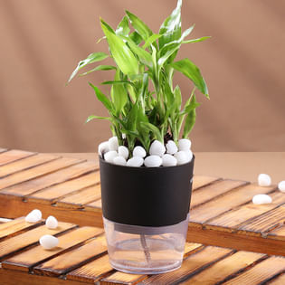Bamboo In Stylish Black Planter