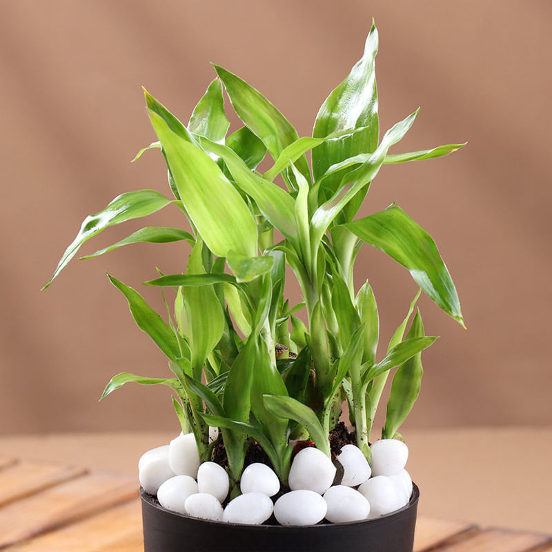 Product Image Video
