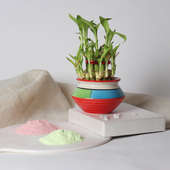 Holi Colors  With Plant - Perfect Gift  for Holi
