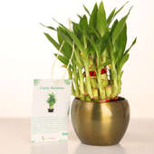 2 Tier Bamboo Plant in Vase