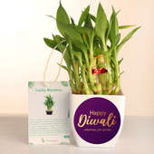 2 Tier Lucky Bamboo Plant in Vase