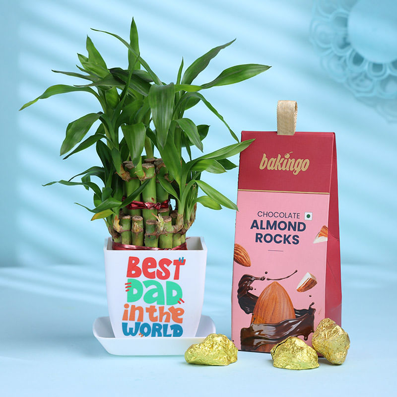 Bamboo Plant In Best Dad Pot With Almond Rocks