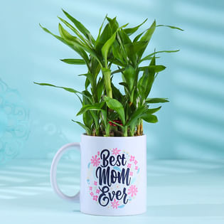 Bamboo Plant In Best Mom Ever Mug