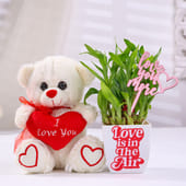 Bamboo Plant In Blossom Pot With Teddy