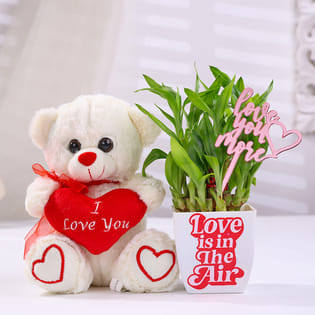 Bamboo Plant In Blossom Pot With Teddy