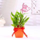 Bamboo Plant In Blossom Pot Withh Love Topper