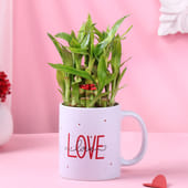 Bamboo Plant In Double Love Mug
