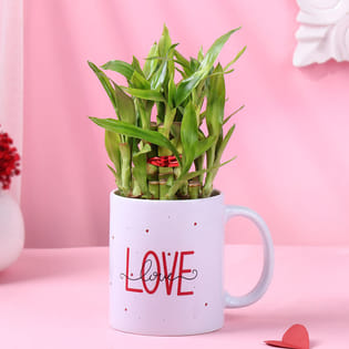 Bamboo Plant In Double Love Mug