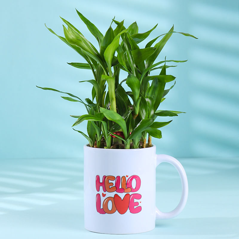 Bamboo Plant In Hello Love Mug