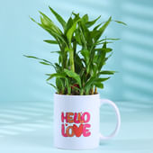 Bamboo Plant In Hello Love Mug