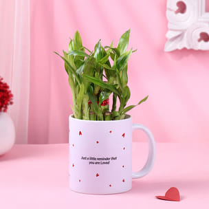 Bamboo Plant In Lil Hearts Love Mug