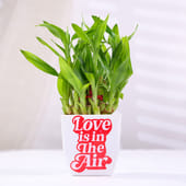 Bamboo Plant In Love Blossom Pot