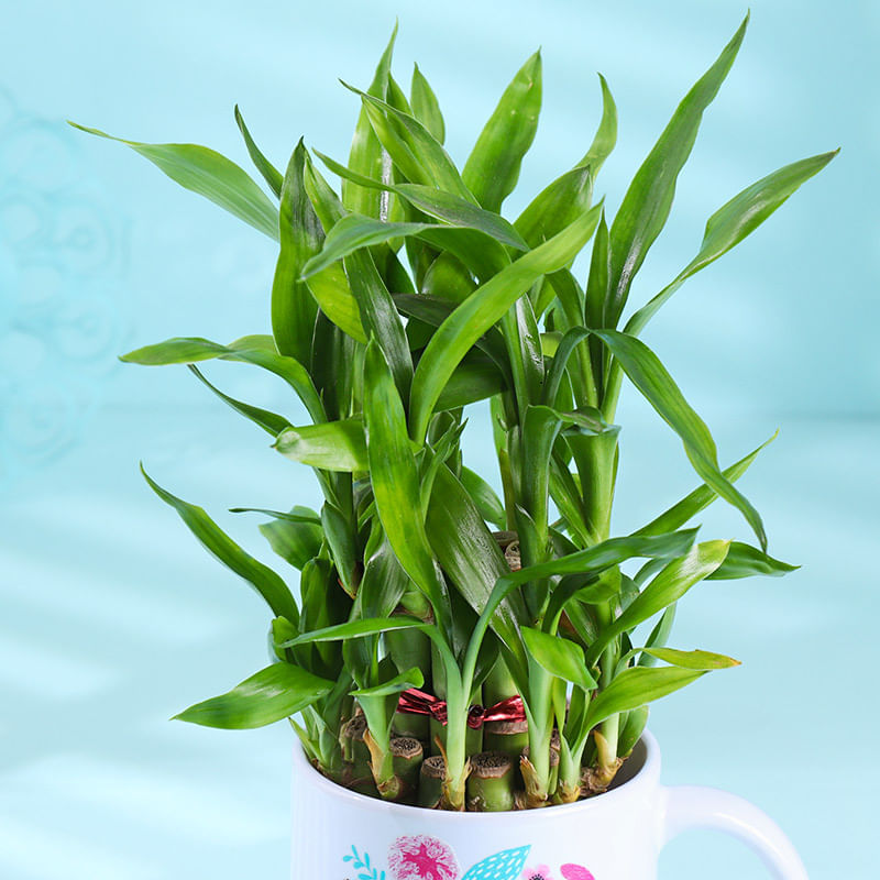 Product Image Video