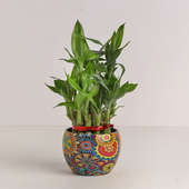 Bamboo Plant in Planter