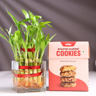 Bamboo Plant In Square Glass With Almond Cookies