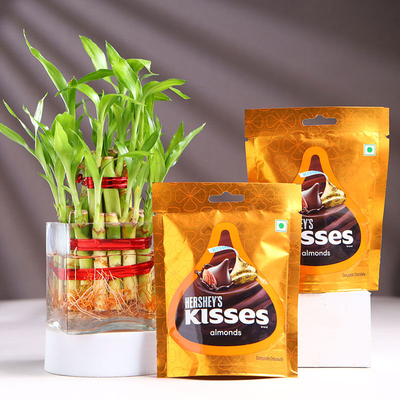 Bamboo Plant In Square Glass With Chocolates