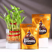 Bamboo Plant In Square Glass With Chocolates