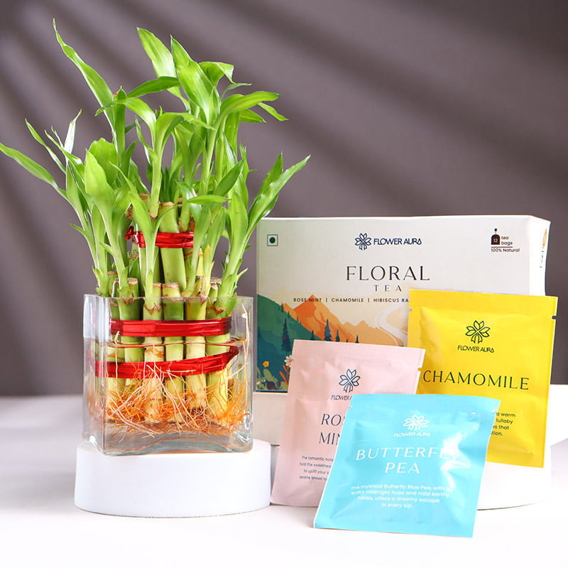 Bamboo Plant In Square Glass With Floral Tea