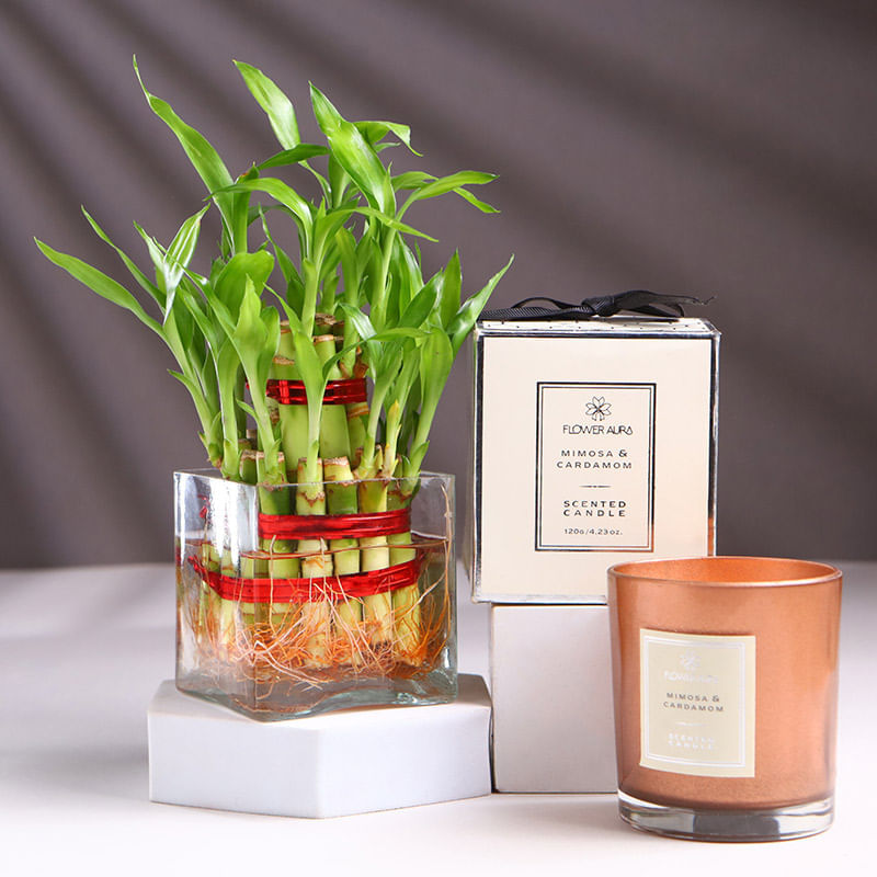 Bamboo Plant In Square Glass With Scented Candle