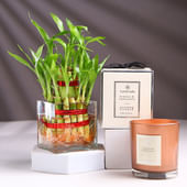 Bamboo Plant In Square Glass With Scented Candle