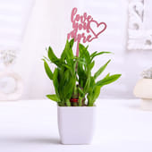 Bamboo Plant In White Pot With Love You Topper