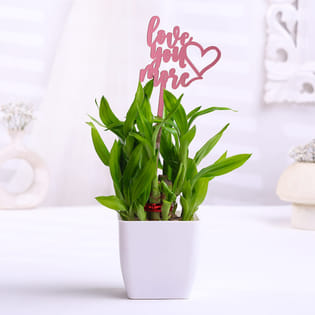Bamboo Plant In White Pot With Love You Topper