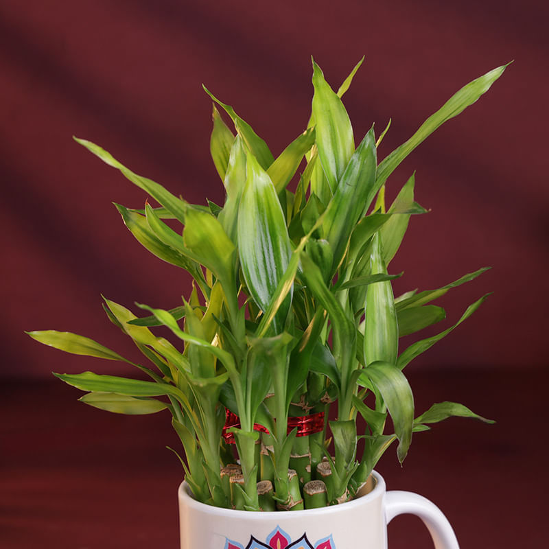 Product Image Video