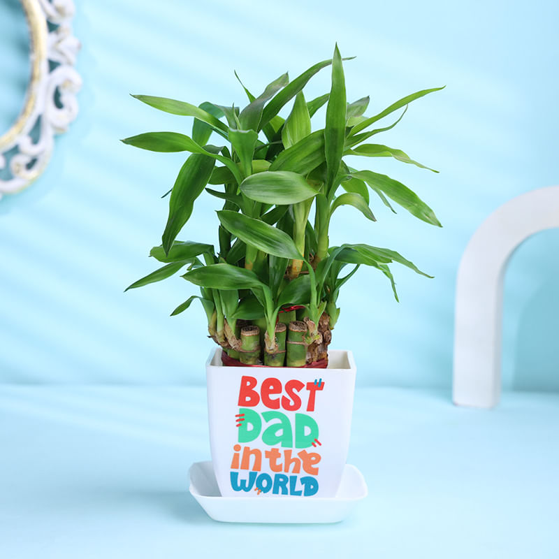 Lucky Bamboo Plant For Best Dad