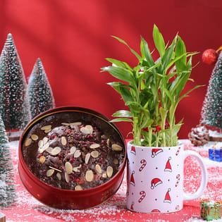 Bamboo Plant N Plum Cake Christmas Combo