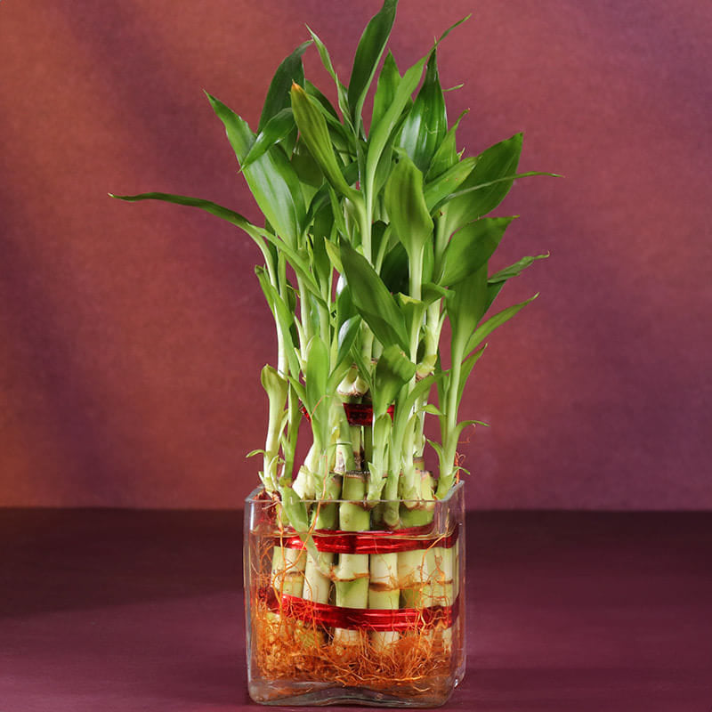 Bamboo Plant With Ladoos N Diyas