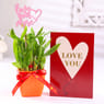 Bamboo Plant With Love Card N Topper