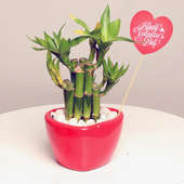 Valentine Day Special Bamboo Plant Gift