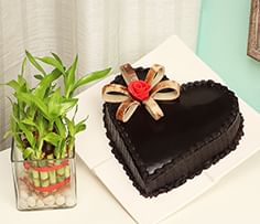 Plant and Cake Online