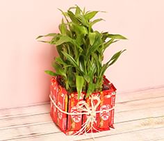 Plant and Chocolates