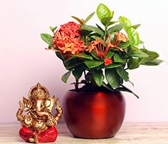 Plants and Idols Online