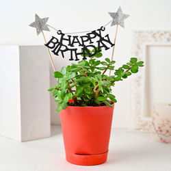 Bday Jade Plant