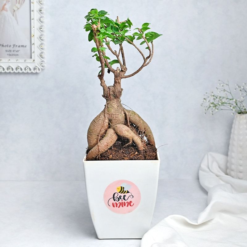 Be Mine Bonsai Plant