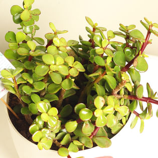 Be My Jade This Time