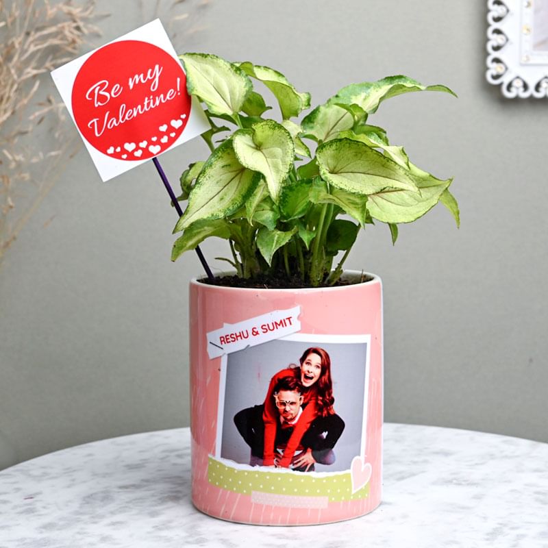 Be My Valentine Syngonium